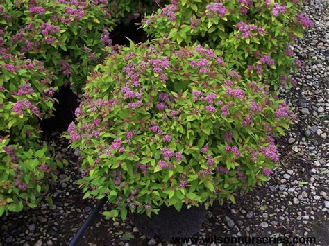 Bringing a Touch of Magic to Your Garden with the Magic Carpet Bush